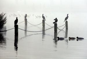 veteran car run The Cormarants